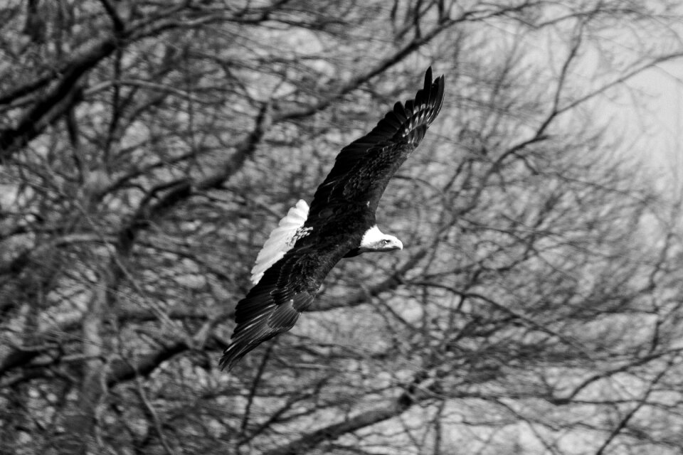 Bird of prey span nature