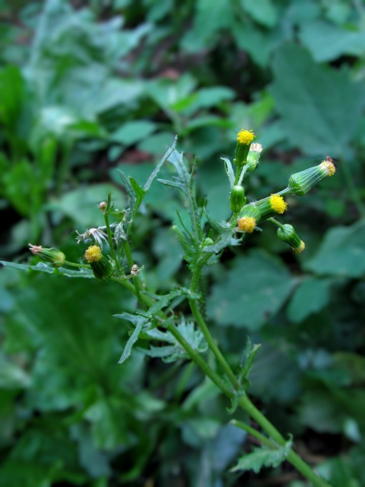 Senecio vulgaris, 2021-06-27, Beechview, 01