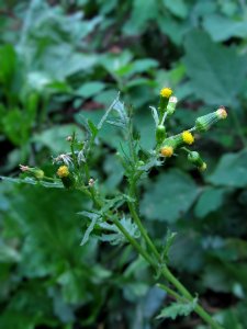 Senecio vulgaris, 2021-06-27, Beechview, 01