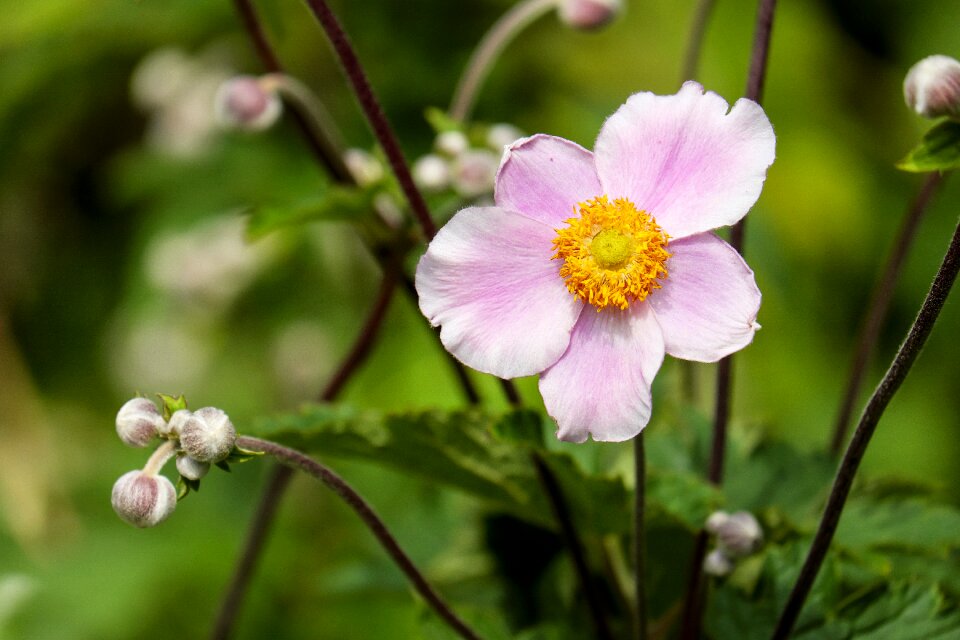 Bloom bloom pink