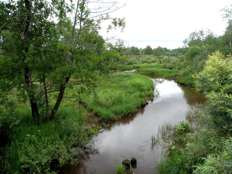 Senga1