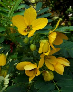 Senna surattensis