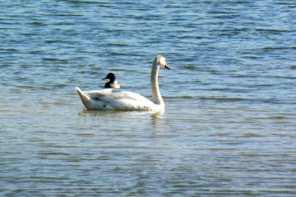 Sennelager - Güsenhofsee - 15