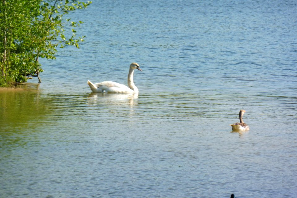 Sennelager - Güsenhofsee - 12