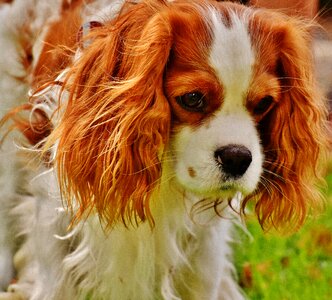 Pet animal fur