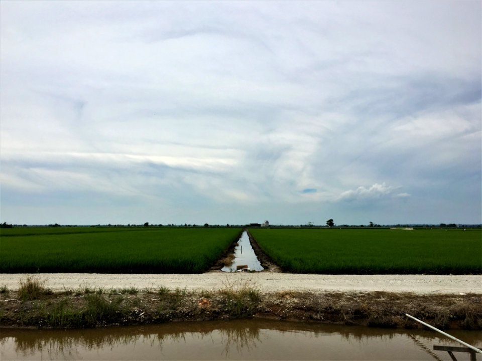 Sekinchan paddy 3
