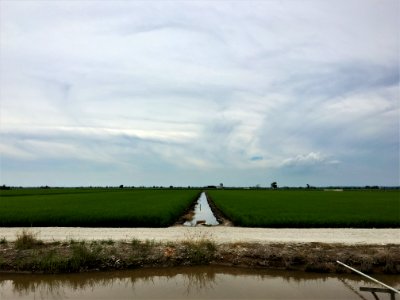 Sekinchan paddy 3