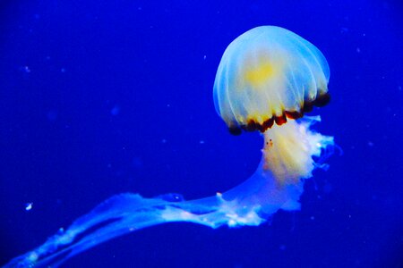 Aquarium beautiful mesmerising photo