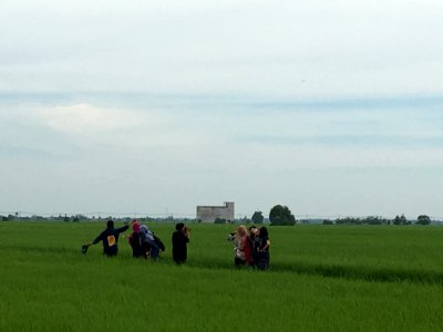 Sekinchan paddy 6