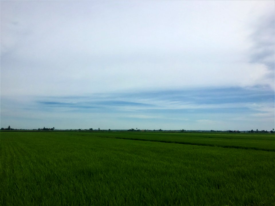 Sekinchan paddy 2
