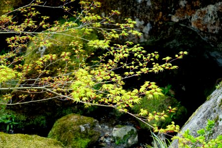 Sekirakuen Garden detail - Hakone, Kanagawa, Japan - DSC07988