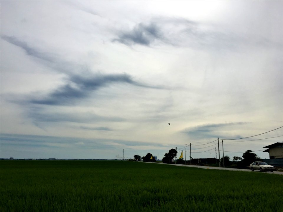 Sekinchan paddy 4