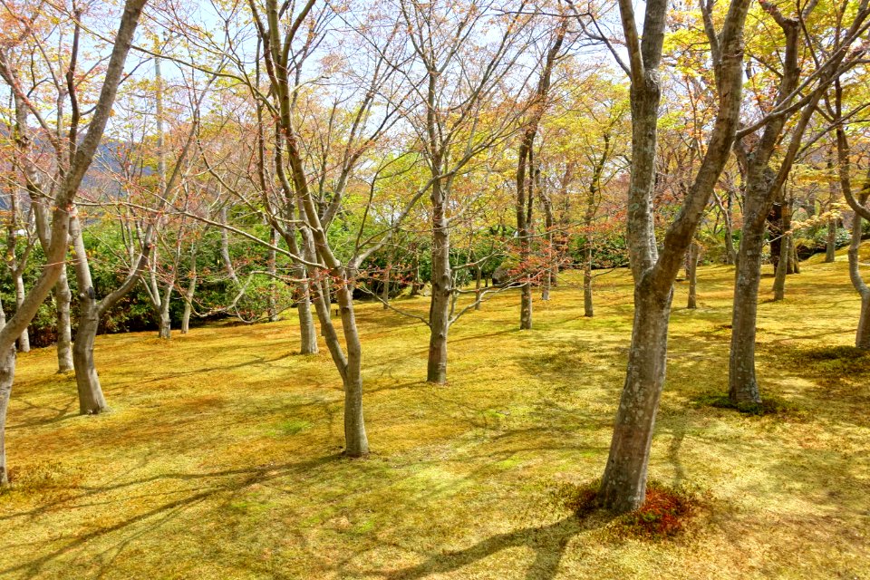 Sekirakuen Garden - Hakone, Kanagawa, Japan - DSC08000