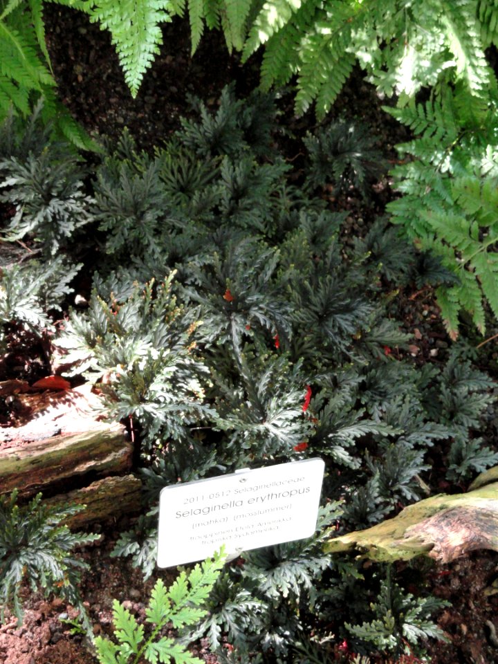Selaginella erythropus - Botanical Garden in Kaisaniemi, Helsinki - DSC03640