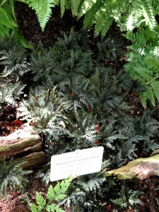 Selaginella erythropus - Botanical Garden in Kaisaniemi, Helsinki - DSC03640
