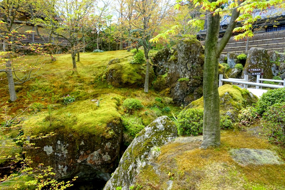 Sekirakuen Garden - Hakone, Kanagawa, Japan - DSC07986