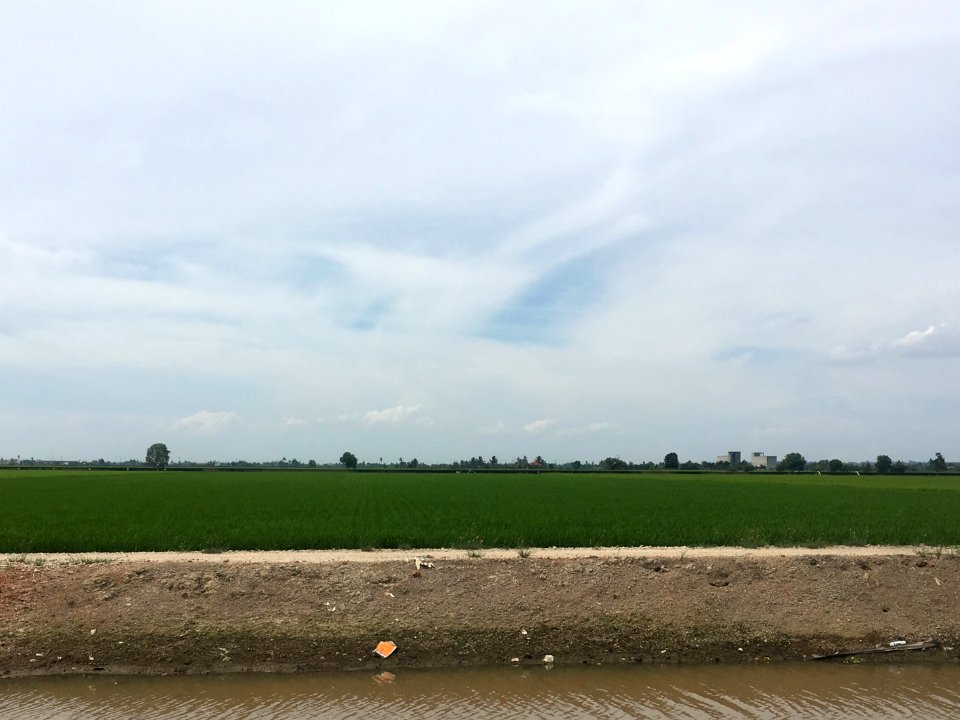 Sekinchan paddy 1