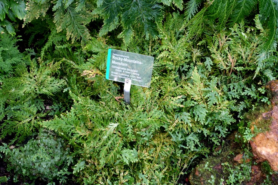 Selaginella douglasii - Wilhelma Zoo - Stuttgart, Germany - DSC02021