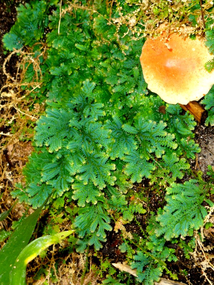 Selaginella uncinata - United States Botanic Garden - DSC09558