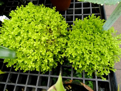 Selaginella kraussiana - Lyman Plant House, Smith College - DSC04207