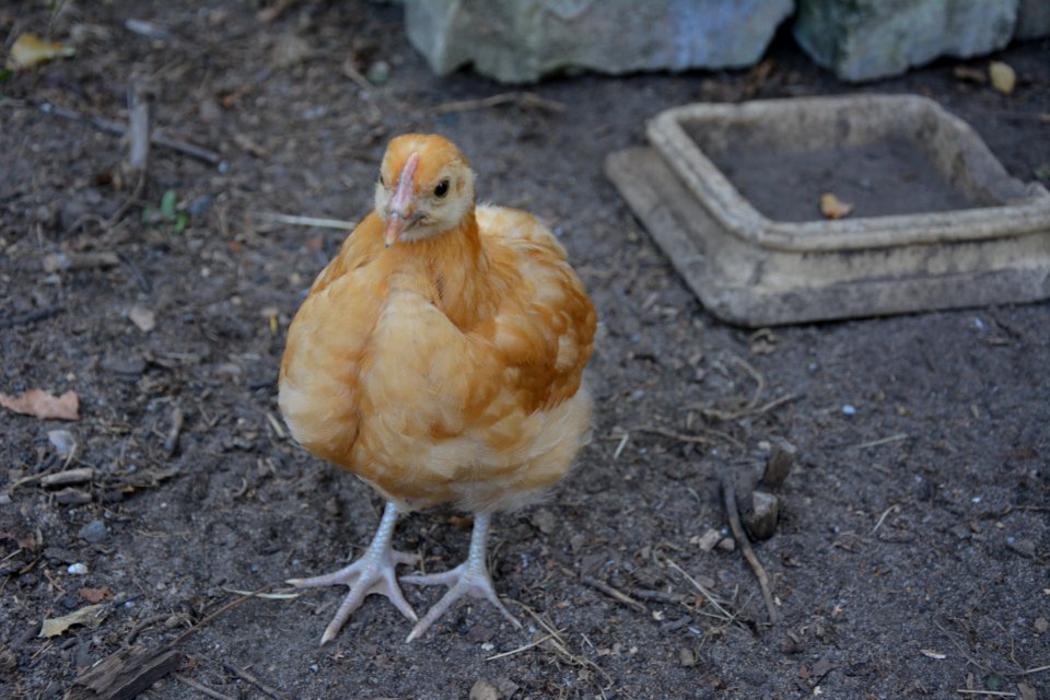 Sehr junges Sachsenhuhn