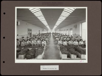 Selectie en bewerking van tabaksbladeren door vrouwelijke arbeiders in grote loo, Bestanddeelnr 836 08