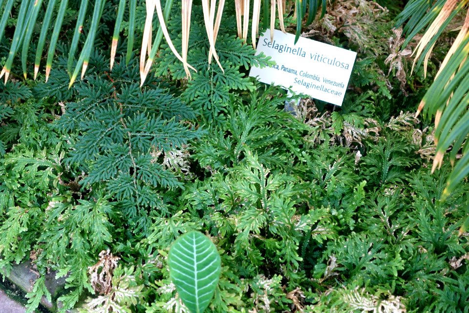 Selaginella viticulosa - Bergianska trädgården - Stockholm, Sweden - DSC00478