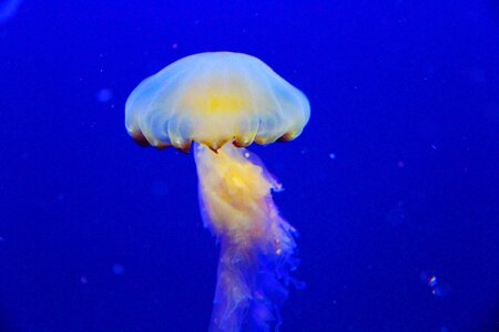 Aquarium beautiful mesmerising