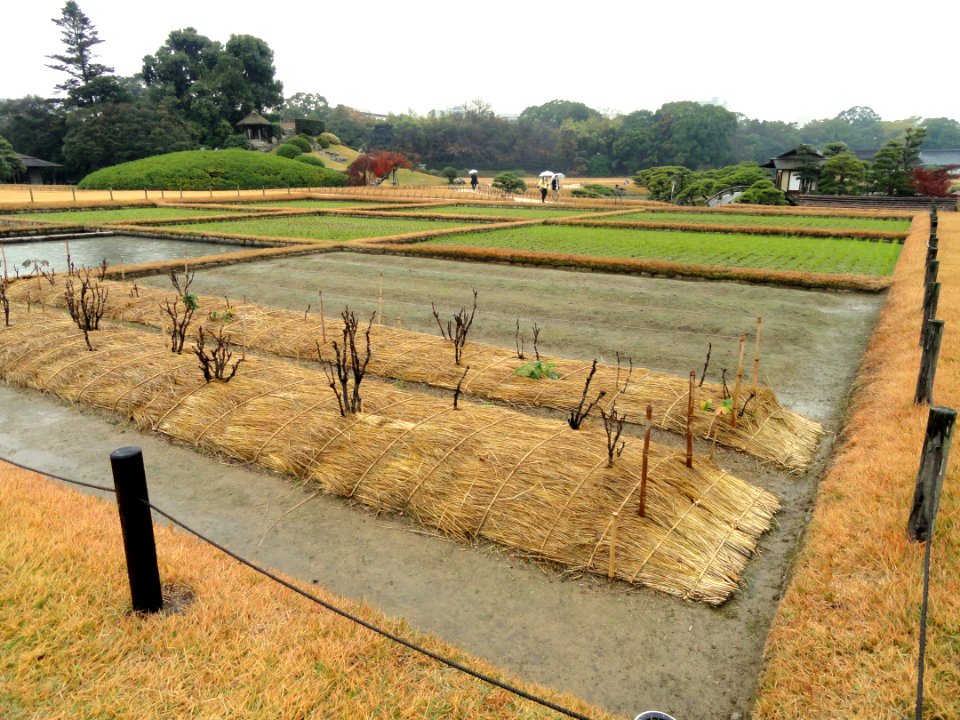 Seiden rice fields - Korakuen (Okayama) - DSC01551