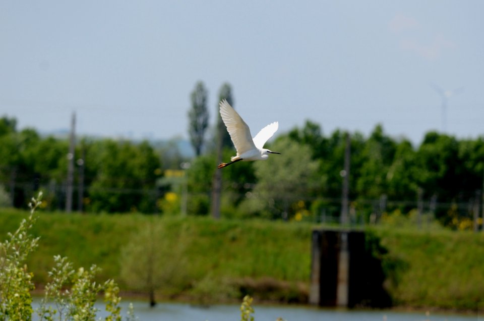 Seidenreiher Egretta garzetta 1