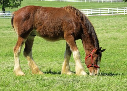 Young grazing pasture