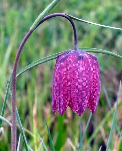 Schachblumenblüte