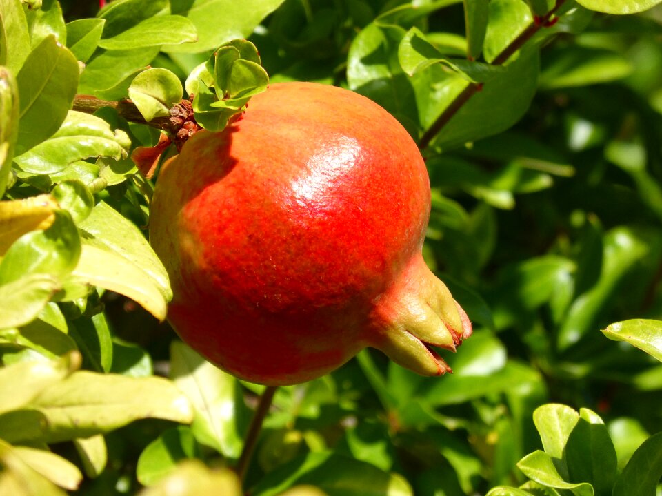 Granado autumn fruit magrana