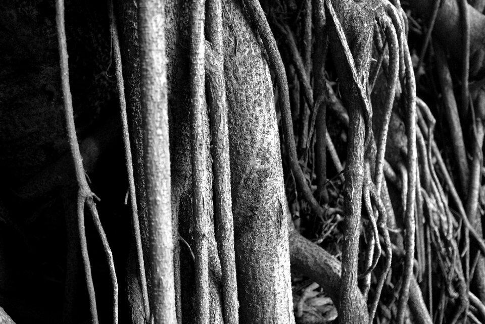 Black and white wood nature