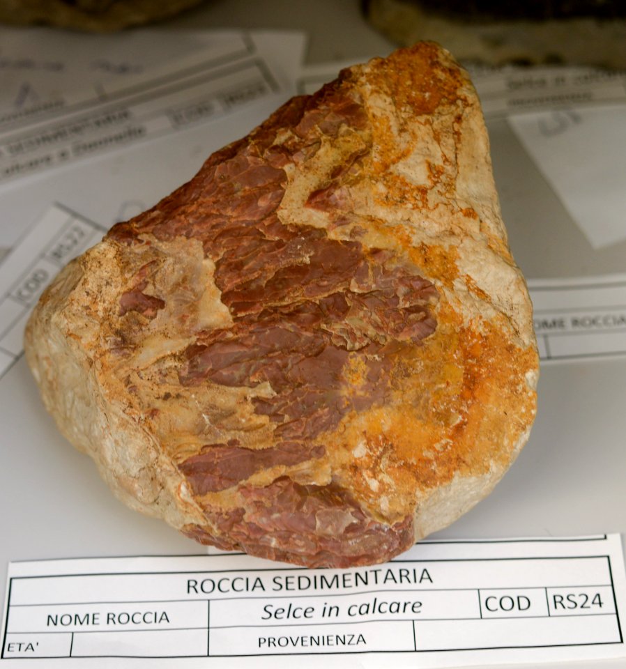 Selce in calcare - Collezione mineralogica - Università dell’Insubria