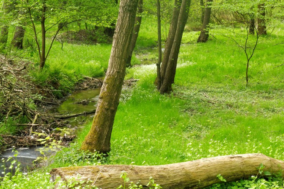 Sennestadt - NSG Menkhauser Bachtal - 11