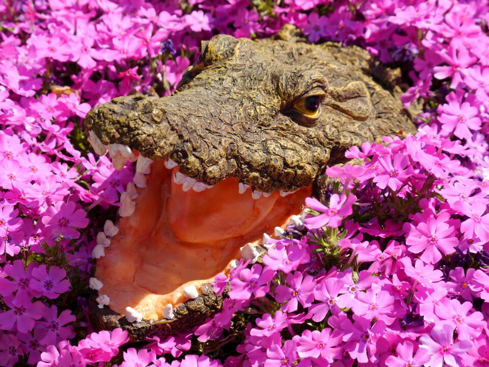 Garden pink color