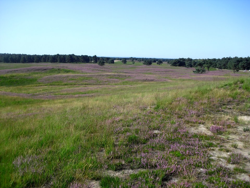 Senne-Landschaft-1