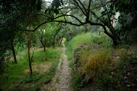 Sentiero Colli Aminei - Sanità