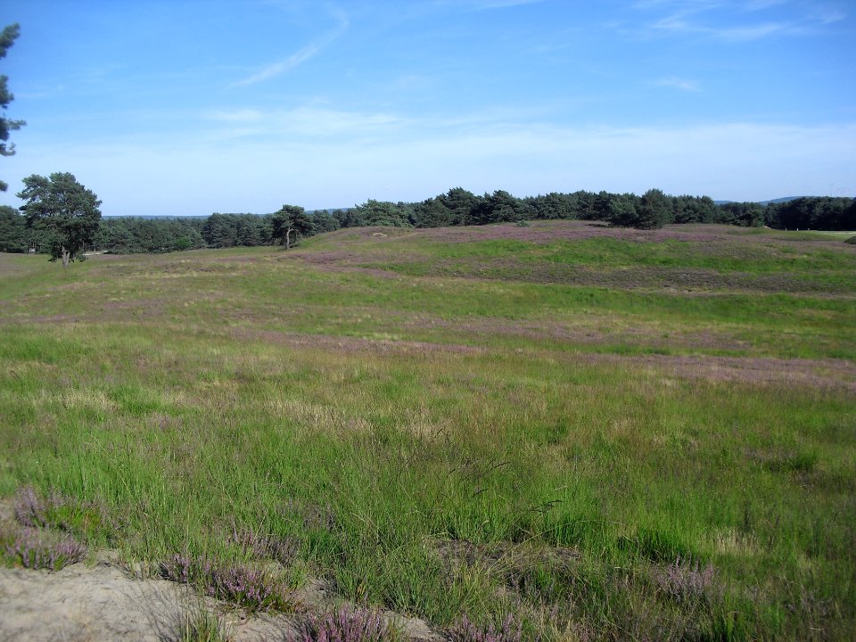 Senne-Landschaft-2