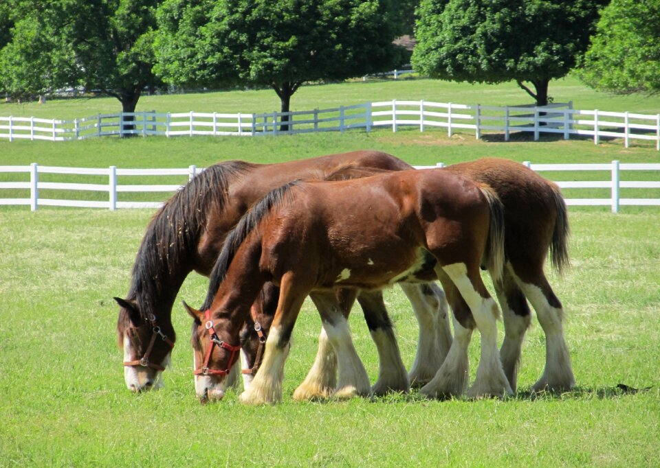 Young grazing pasture