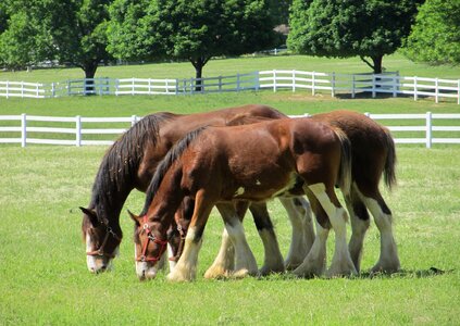 Young grazing pasture