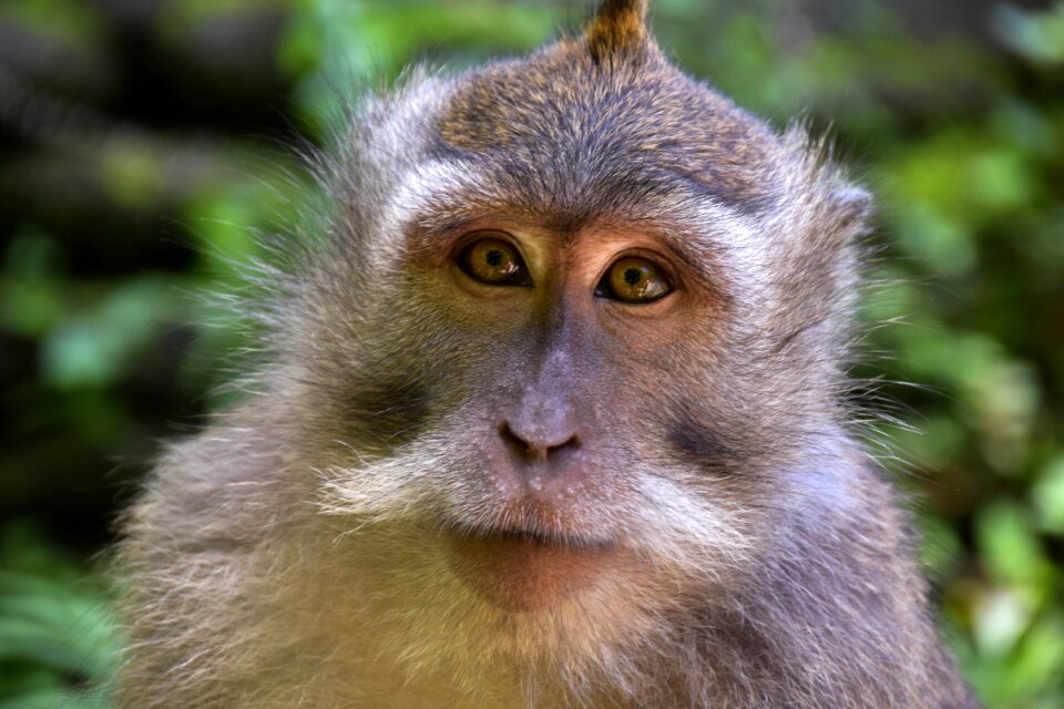 Ubud monkey forest monkey