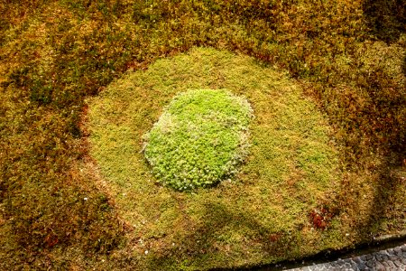Sekirakuen Garden detail - Hakone, Kanagawa, Japan - DSC08016