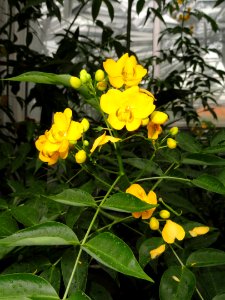 Senna septemtrionalis - Palmengarten Frankfurt - DSC01716