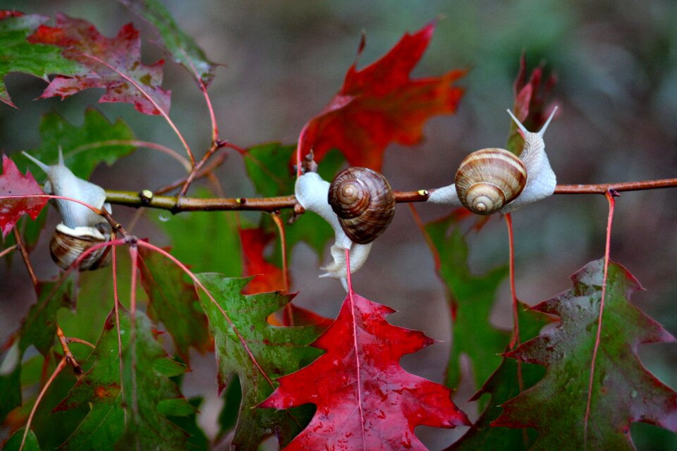 Autumn rain nature