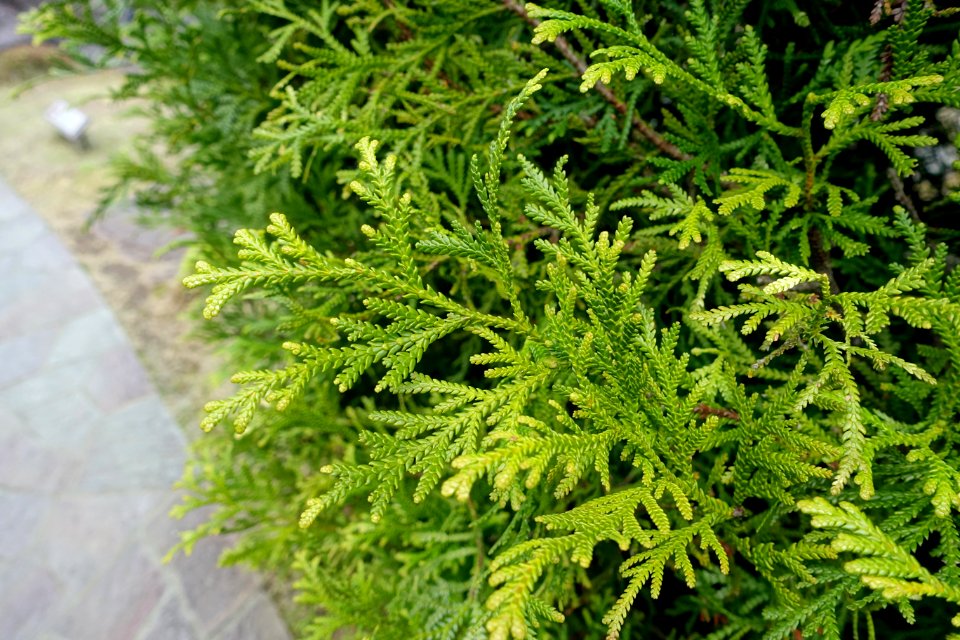 Sekirakuen Garden detail - Hakone, Kanagawa, Japan - DSC08070