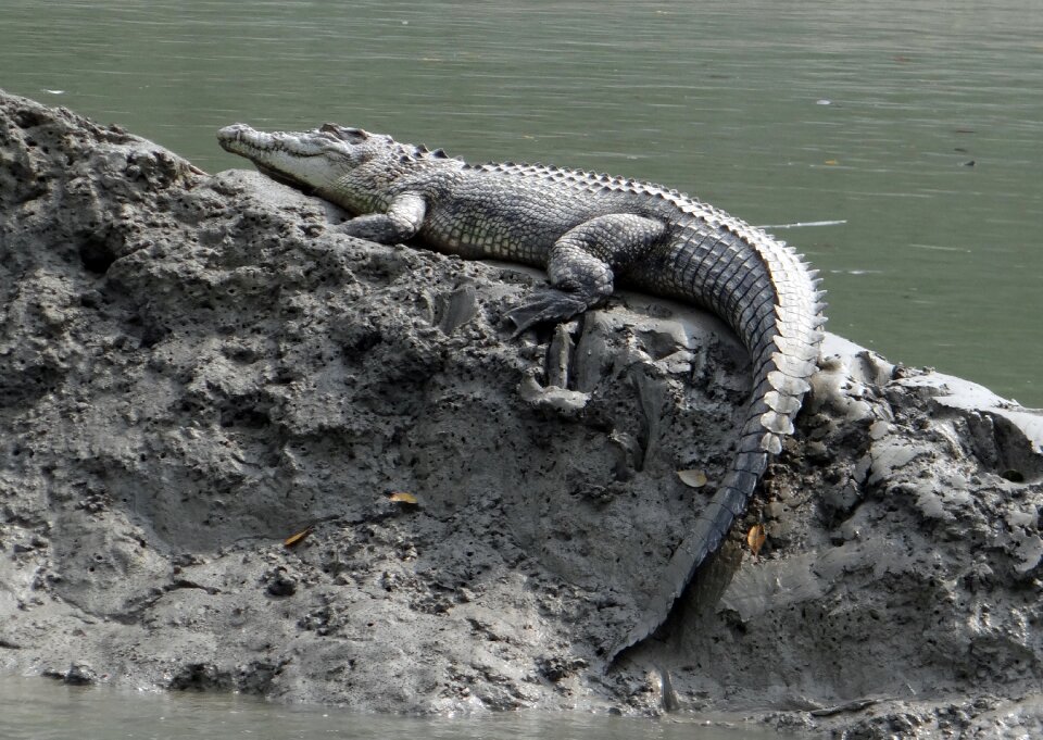 Indo-pacific crocodile marine sea-going crocodile