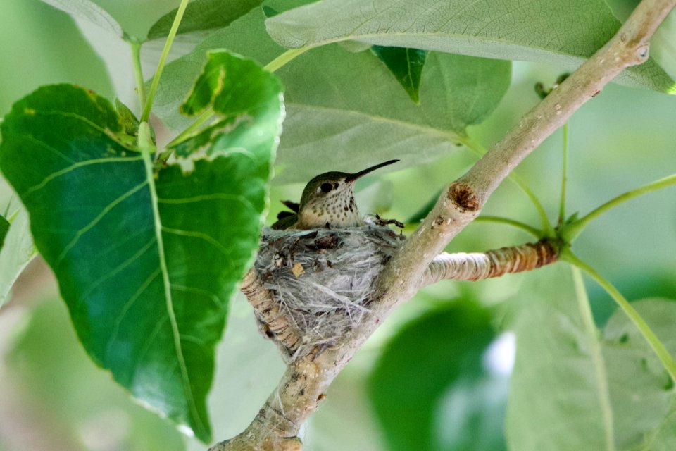 Selasphorus calliope 82792210