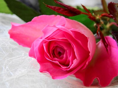 Bloom birthday congratulate